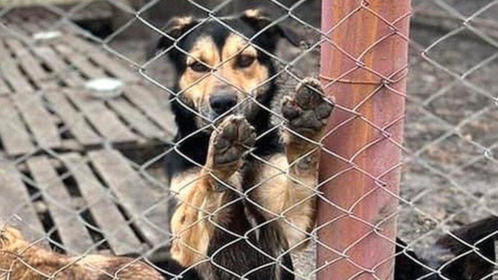 animaux secourus dans un refuge