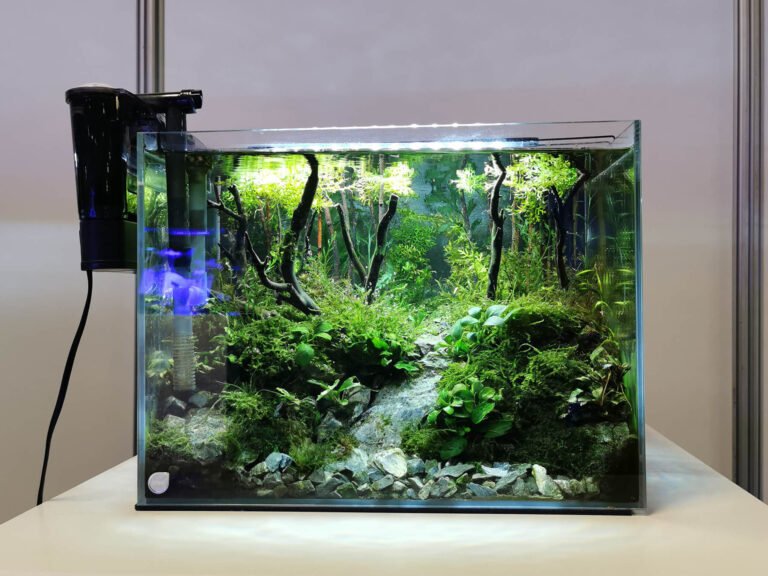 Comment choisir le meilleur filtre à eau de mer pour votre aquarium 15 aquarium avec filtre a eau en action