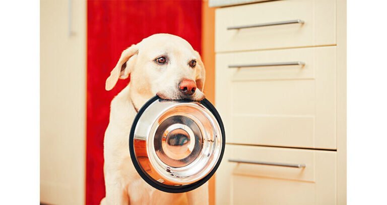 Quel est l'avis sur la nourriture pour animaux Natura Plus Ultra 36 bol de nourriture pour animaux variee