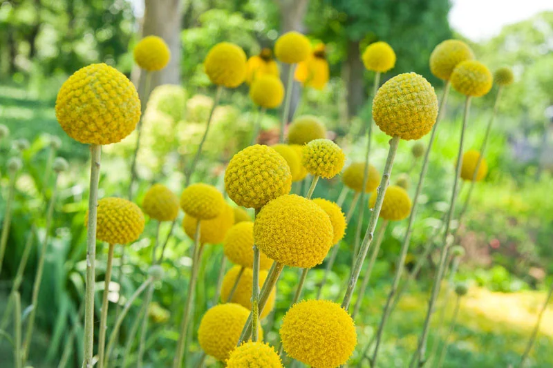 bouton dor en fleurs dans le jardin