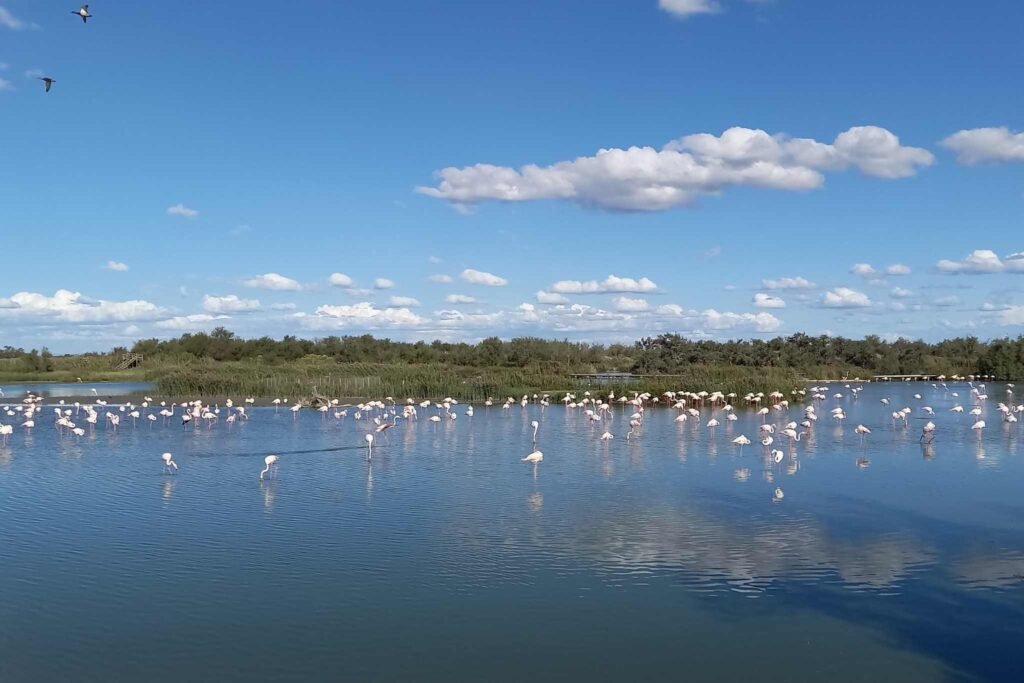 Où trouver les meilleurs campings avec abri en Camargue au Grau-du-Roi