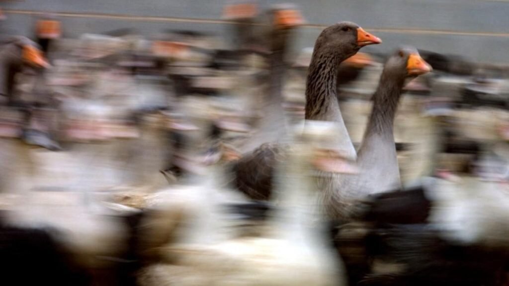 Quel est le tarif des canards à Paris