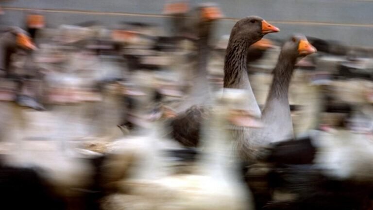 canards se promenant dans un marche parisien