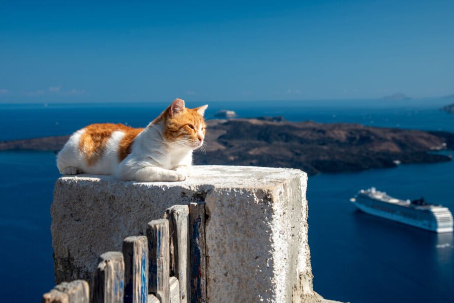 chat pensif devant une ville pittoresque