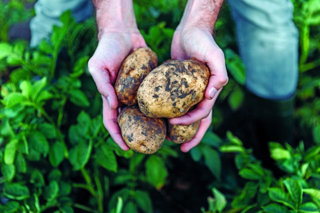 coupe legumes en action avec des pommes de terre