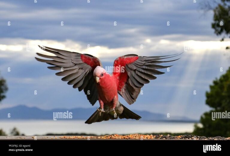 Qu'est-ce que le site internet "Les Ailes Pourpres" propose 8 des oiseaux colores en plein vol