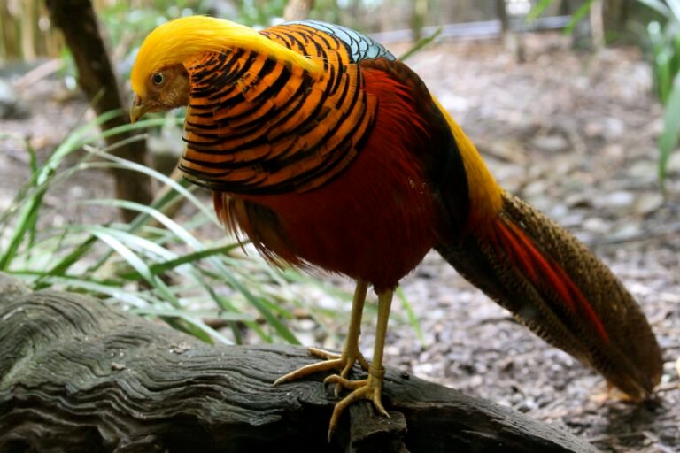 Pourquoi le faisan doré est-il présent à Neuville-sur-Ain 40 faisan dore dans son habitat naturel