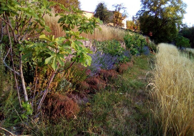 fleur issoire en pleine nature