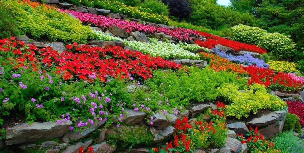 fleurs colorees dans un jardin en pleine croissance