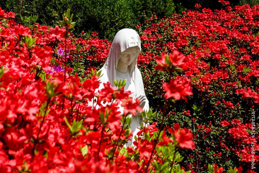 fleurs colorees en pleine floraison