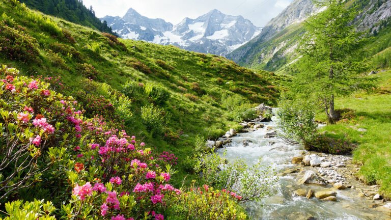 fleurs de bach en pleine nature