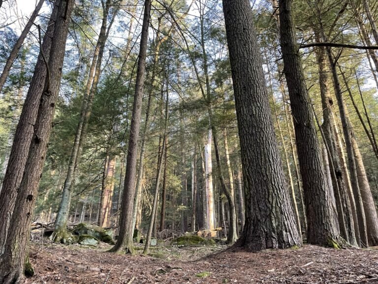 foret de pins blancs au muy