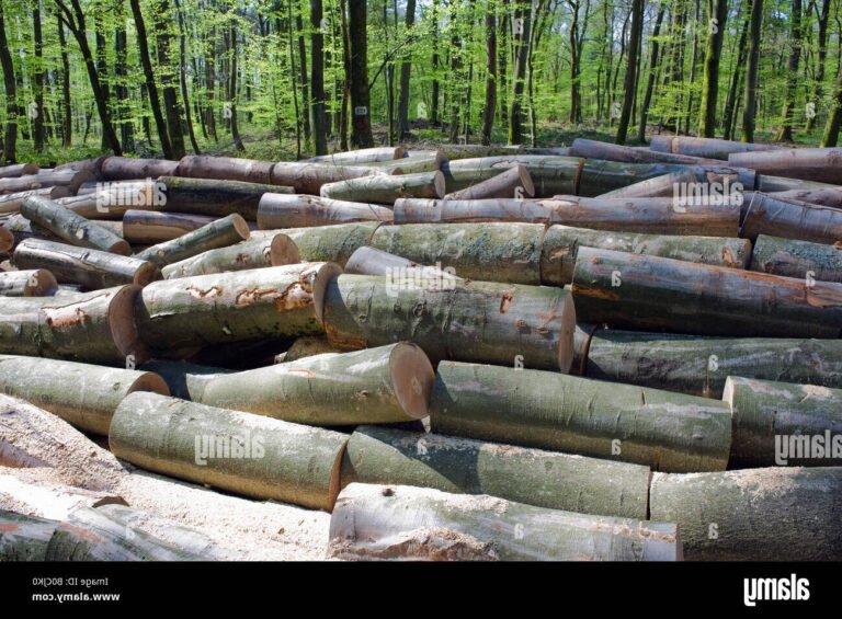 Quel est le meilleur moyen de se procurer du bois de chauffage dans les Vosges 21 foret vosgienne avec buches de bois