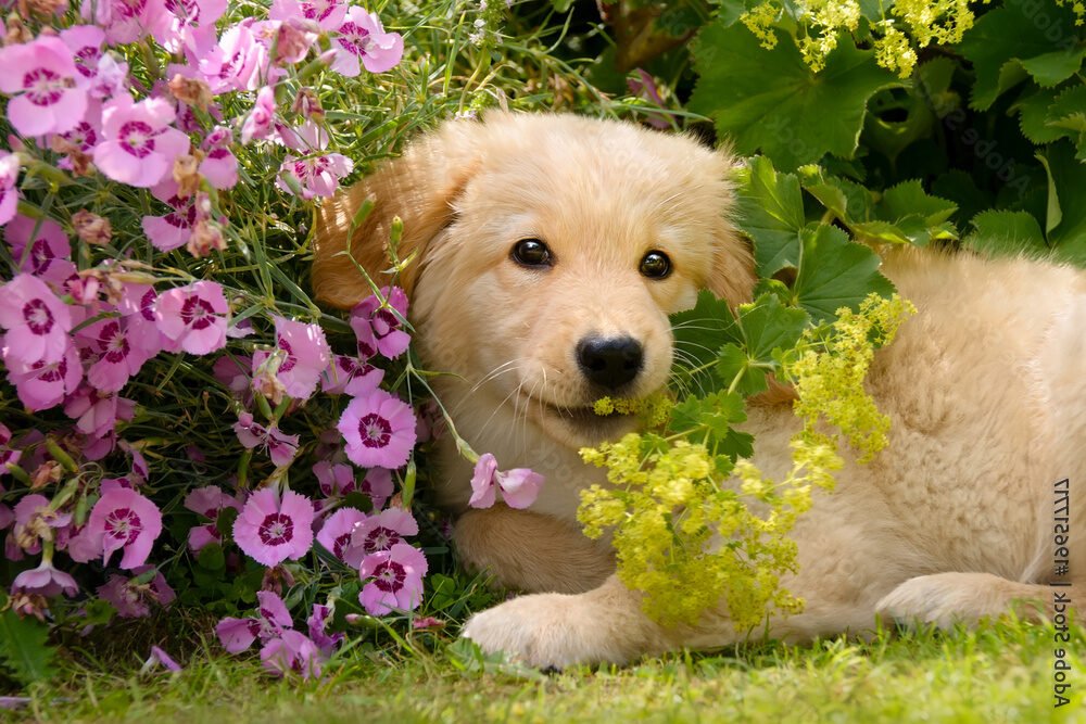 Où trouver un élevage de Golden Retriever dans le Pas-de-Calais