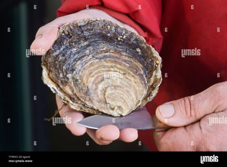 Quelles sont les caractéristiques des huîtres de Prat ar Coum 4 huitres de prat ar coum en pleine mer