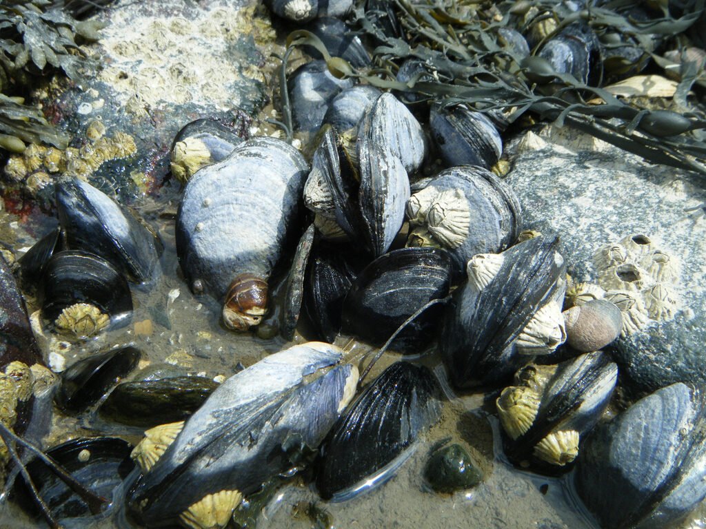 moules plombs de peche colores en mer