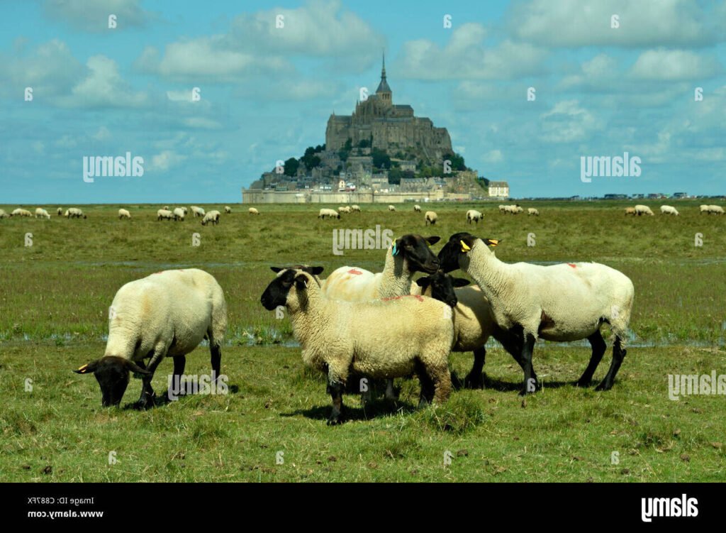 Pourquoi le Mouton Blanc est-il un symbole du Mont Saint-Michel