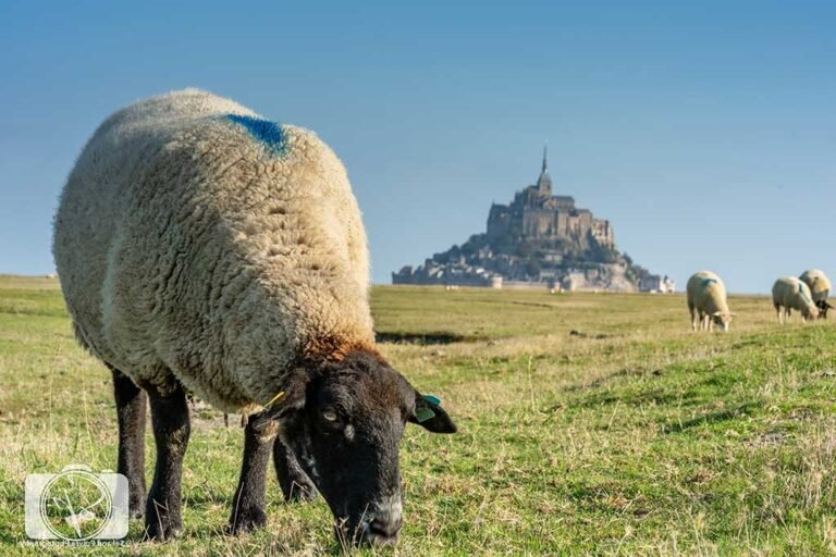 moutons paissant sur le mont saint michel