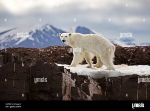 ours blanc dans les montagnes enneigees