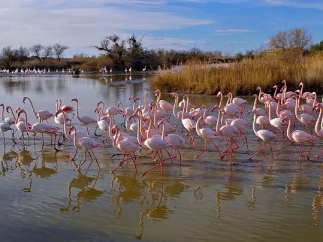 Quels sont les sites incontournables à visiter dans le parc naturel régional de Camargue