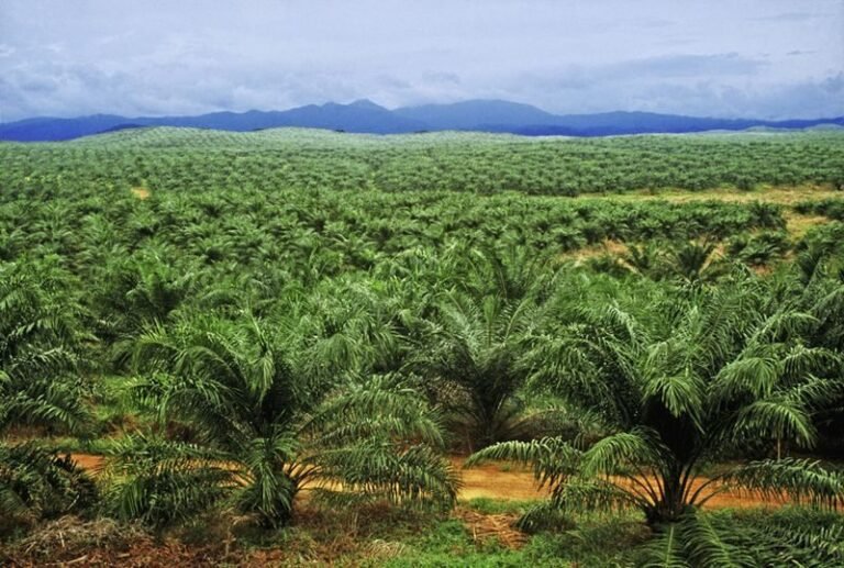 C'est quoi l'huile de palme et pourquoi suscite-t-elle tant de débats 20 plantation de palmiers a huile verdoyante