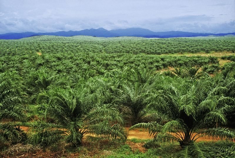 C’est quoi l’huile de palme et pourquoi suscite-t-elle tant de débats