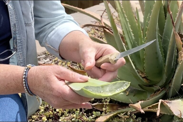 plantes daloe vera en pleine croissance