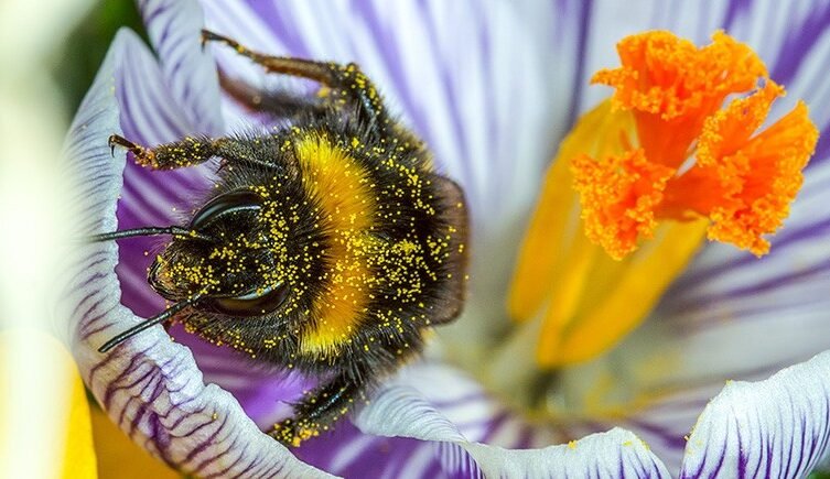 pollinisation dune fleur par un insecte