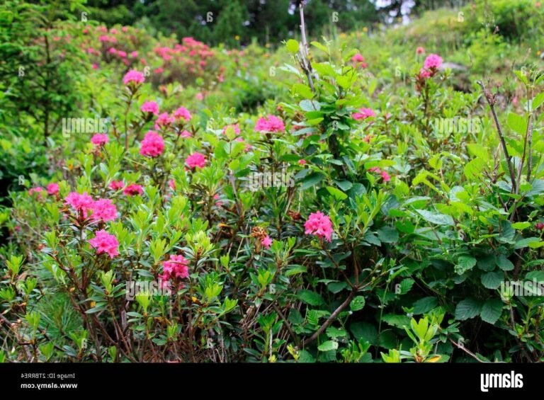 Quels sont les meilleurs spots pour observer les rhododendrons au col des Aravis 34 rhododendrons en fleurs au col des aravis