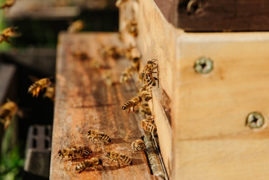 Quel magasin d’apiculture à Lille propose les meilleurs produits Icko