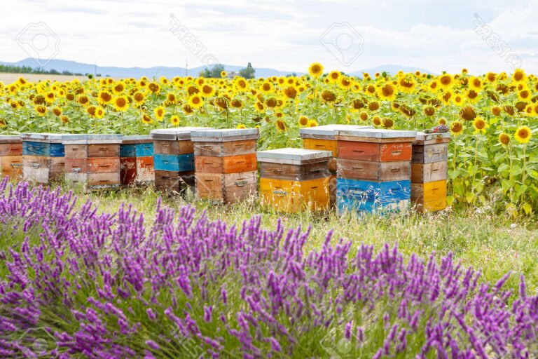 Qu'est-ce que le Rucher Notre Dame en Provence et ses spécificités 37 rucher avec abeilles en fleurs provencales