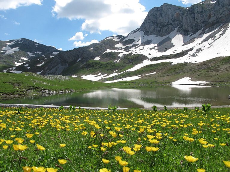 Pourquoi admirer les soldanelles au Praz de Lys cet été