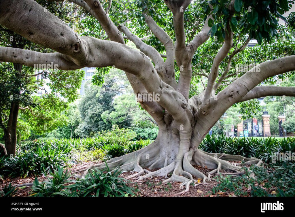 un figuier majestueux dans un jardin paisible