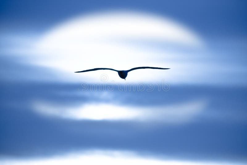 un oiseau senvolant vers lhorizon