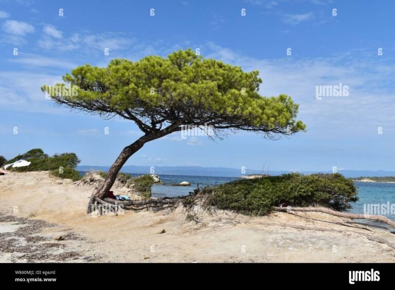 Pourquoi choisir La Chapelle Hermier pour découvrir le Pin Parasol 14 un pin parasol majestueux au bord de la plage