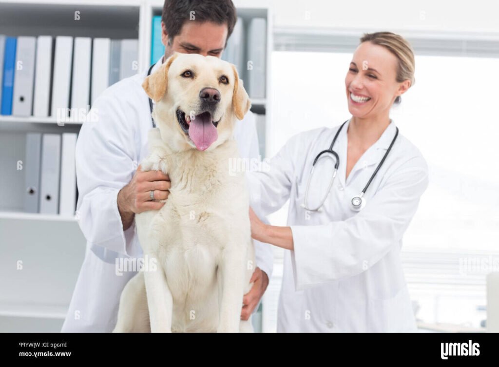 un veterinaire examinant un chien heureux