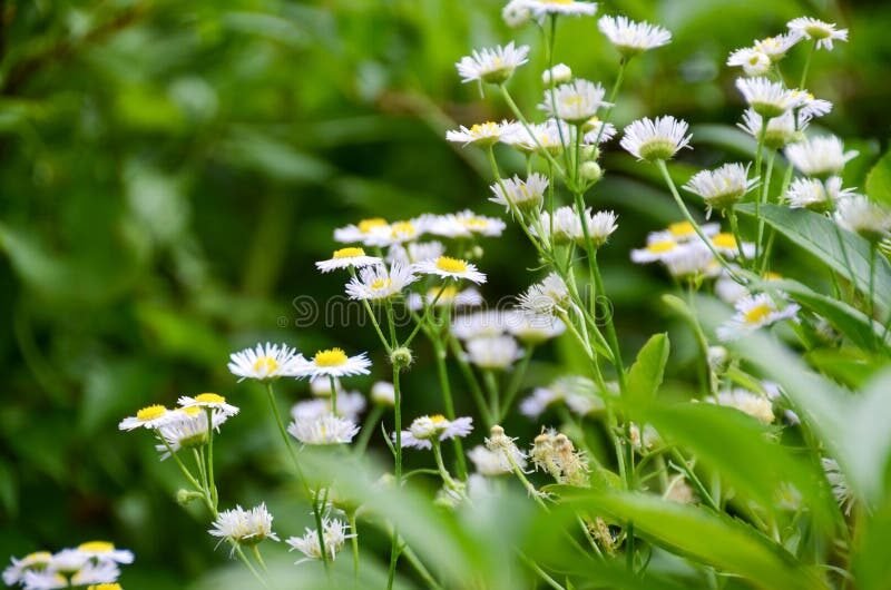 Comment découvrir le concept d’A Fleur de Peau au Bouscat