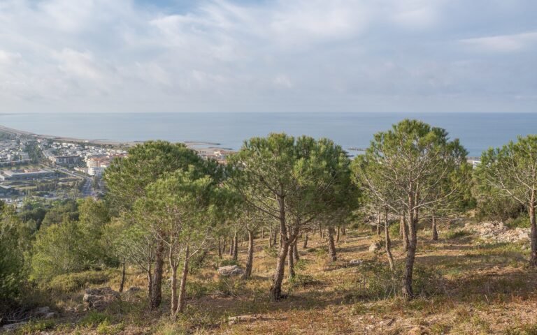 Où trouver du bois de chauffage à Six-Fours-les-Plages 10 une foret de pins mediterraneens