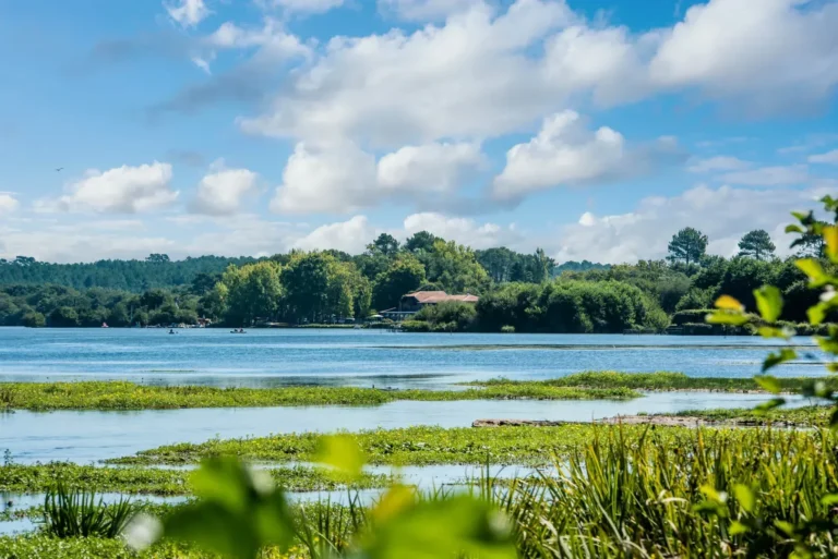village de leon entoure de pins
