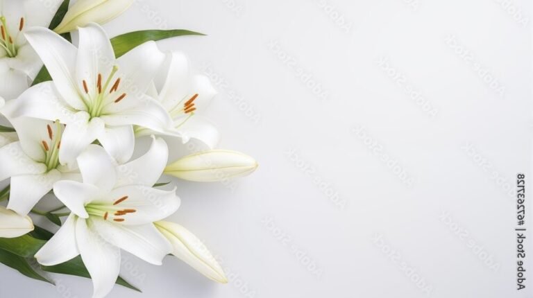 Quelles sont les pompes funèbres disponibles à Lys-lez-Lannoy 22 vue dune agence de pompes funebres