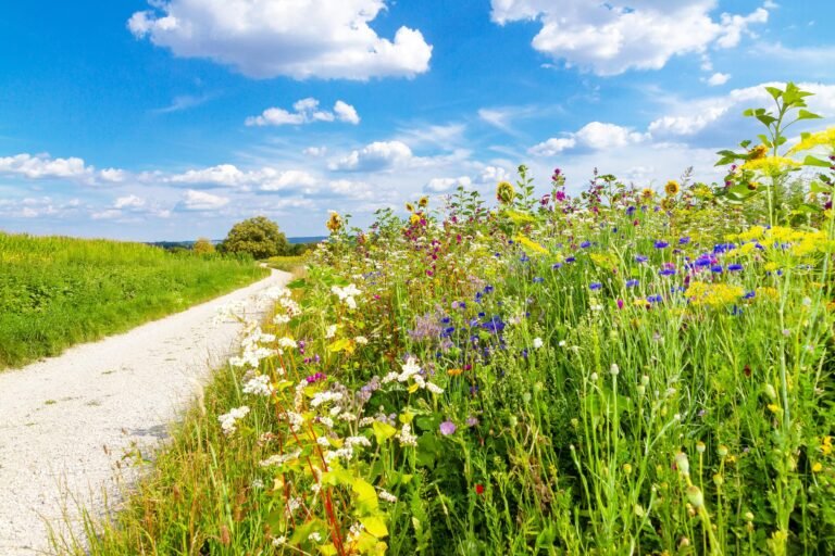 Que faut-il savoir sur la commune de Saint-Romain-de-Colbosc 40 vue panoramique de saint romain de colbosc