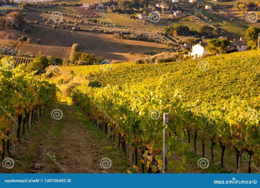 Où trouver l’Hôtel Les Grands Vins à Fleurie pour un séjour idéal