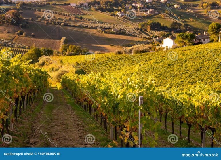 vue panoramique des vignobles de fleurie